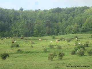 fugio Trearie-11-06-2016 11-46-12